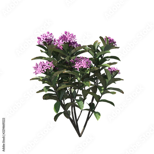 Ixora Plant Shrub with Pink Flowers Isolated 3D Asset