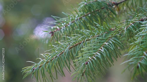 Close-up of a vibrant green spruce tree branch with tiny water droplets on needles after rain, set against a soft blurred background.