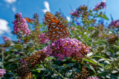 Gulf fritillary butterfly on a flower