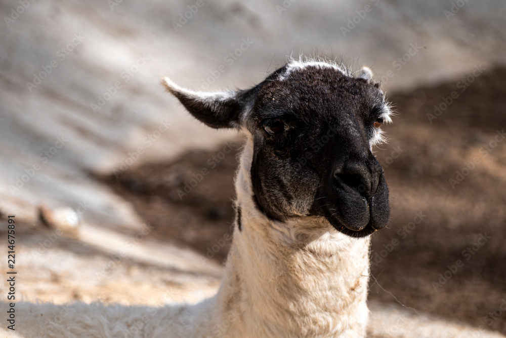 Fototapeta premium Beautiful Llama Portrait in Natural Setting. Domestic Llama Standing Outdoors. Friendly Llama in a Natural Landscape.
