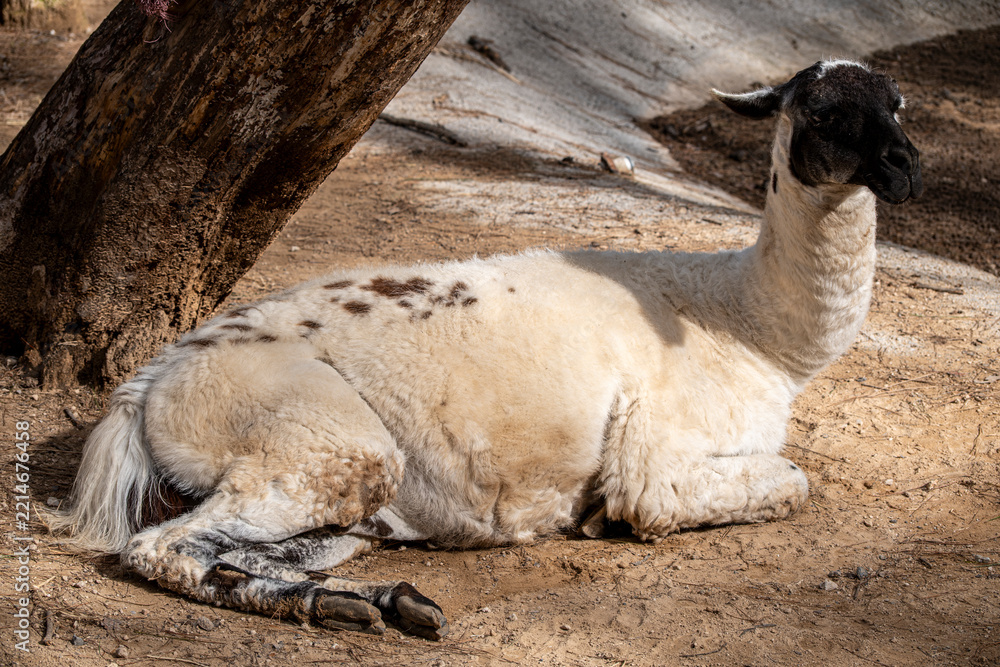 Fototapeta premium Beautiful Llama Portrait in Natural Setting. Domestic Llama Standing Outdoors. Friendly Llama in a Natural Landscape.