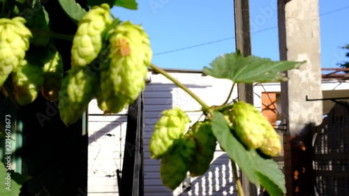 Green hop cones growing on an aggressive climbing vine, concept of brewing ingredient, useful crop and invasive garden weed, rapid overgrowth, difficult removal, plant control and rural cultivation.