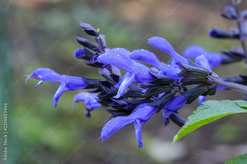 Fototapeta premium Vibrant blue anise-scented or hummingbird sage flower salvia guaranitica bloom with morning dew drops in a serene botanical garden environment natural look