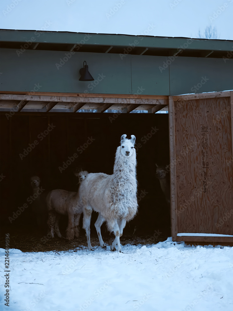 Fototapeta premium White llama standing in a wooden barn entrance during a snowy winter day.