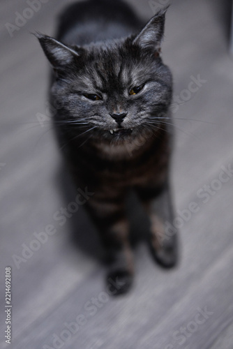 Fotografie Grumpy tabby cat with bared teeth and narrowed eyes showing annoyance and attitude while standing on a wooden floor in a home interior, conveying mood, personality and pet expression