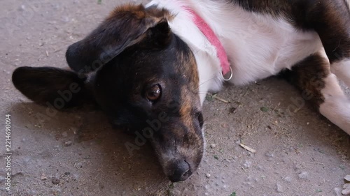 Black Jack Russell Terrier lying on a bed and chewing a carrot-shaped rope toy, concept of pet play, teething, enrichment, boredom prevention, comfort, companionship and indoor dog activity.