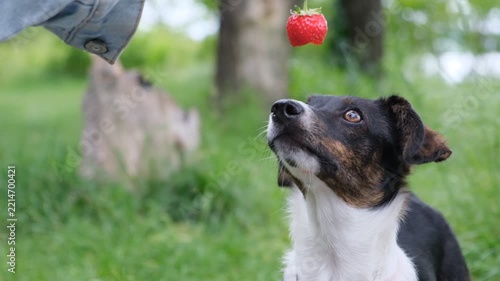 Small Jack Russell Terrier type dog outdoors watching a red raspberry above its nose, concept of pet training, obedience, attention, reward, curiosity, healthy treats and human animal bond.