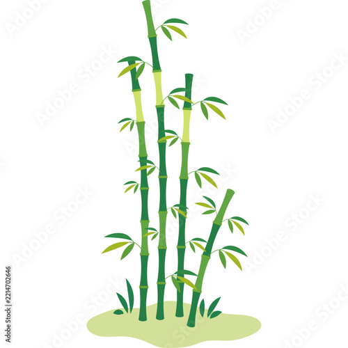 Bamboo Vector Illustration