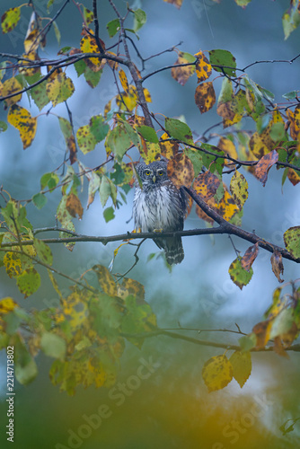 Pygmy owl in the autumn environment