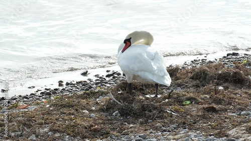 Swan resting on the shore of a body of water, gently tucking its head beneath its wing while waves move in the background. Captured in smooth slow motion, creating a peaceful