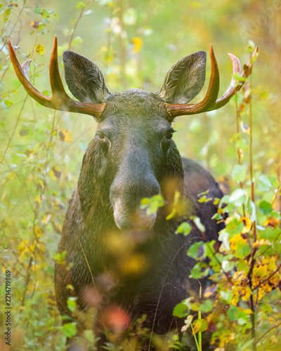 Bull moose portrait in the autumn forest