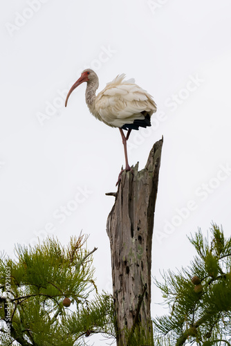 white ibis bird