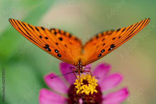 butterfly on flower