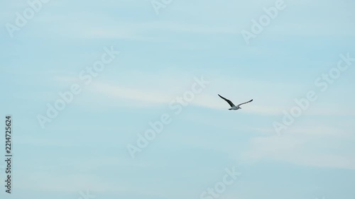 Seagull flying gracefully through the open sky, captured in smooth slow motion. Detailed view of the bird’s wings and natural flight movements creates an elegant coastal wildlife scene. Ideal for natu