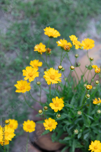 Bright yellow Coreopsis, Coreopsis Lanceolate. America wildflowers. Plant in your own yard. Vertical format.