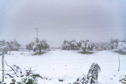 Snow Covered Trees and Field in Foggy Winter Landscape