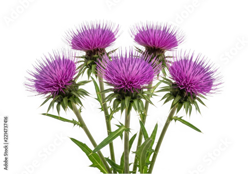 Purple thistle flowers cluster on green stems