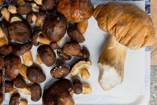 Large Porcini Mushroom Beside Fresh Forest Harvest