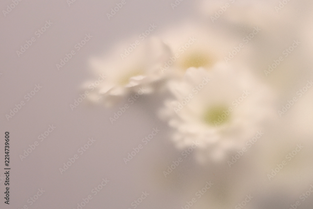 Naklejka premium Smoke selected soft focus Chamomile, chrysanthemum aster Flower through translucent matte frosted glass. Abstract natural blurred grain light fog background.