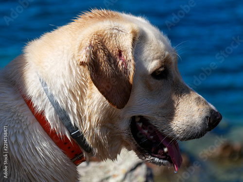 Close-up portrait of wet white Labrador dog with tongue out at Girolata Corsica