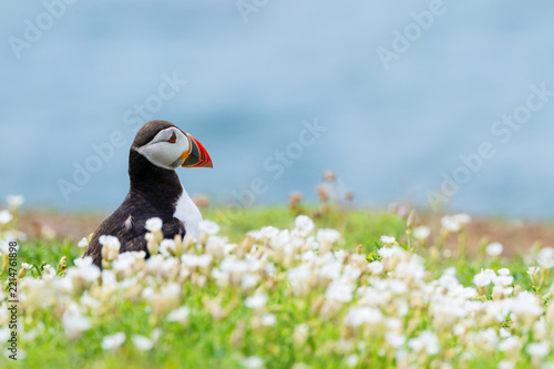 Atlantic Puffin seabird in front of white campion wildflowers nesting during summer on Great Saltee Island. Blurred blue sea ocean in background. County Wexford, Ireland