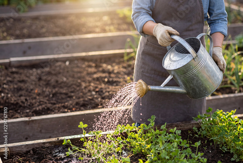 Gardener Watering Young Seedlings in Raised Bed at Golden Hour