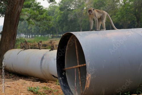 Sticker Group of monkeys is sitting on the sewer.