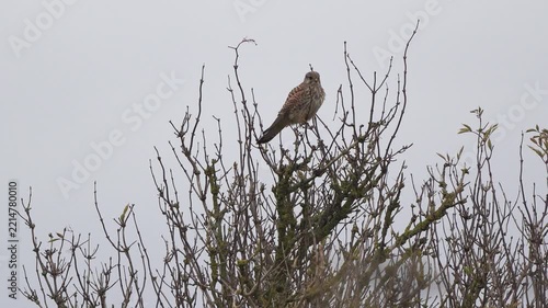 A common kestrel (Falco tinnunculus) is perched in the top of a shrub
