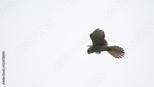 A common kestrel (Falco tinnunculus) hovering elegantly on the wind - slow motion