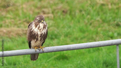 An adult common buzzard (Buteo buteo) is perched on a metal fench.