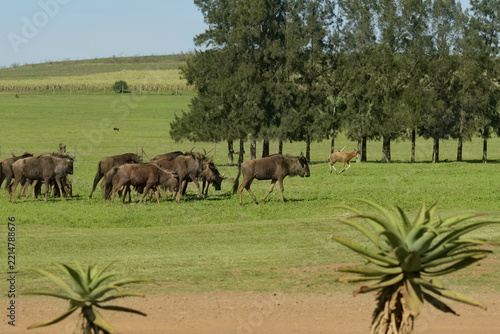 a herd of blue wildebeest grazing across open green grasslands while a blesbok walkspast the ground, framed by native aloe plants and tall trees under a sunny sky in a south african game reserve