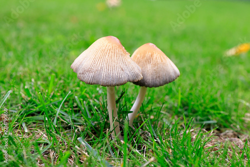 Pilze im Garten