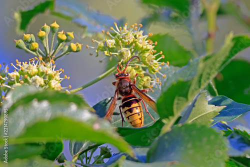 Eine Hornisse auf den Blüten des Efeus