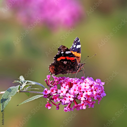 Ein bunter Schmetterling im herbstlichen Garten