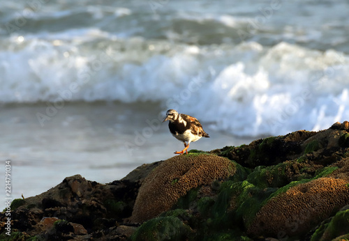 Ruddy Turnstone standing on algae-covered rocks by the sea in Brittany, France