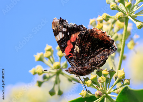 Ein bunter Schmetterling im herbstlichen Garten