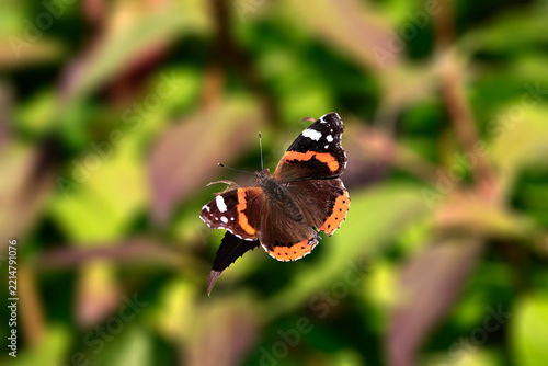 Ein bunter Schmetterling im herbstlichen Garten
