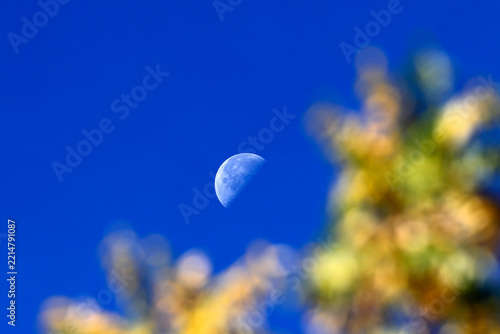 Baum in Herbstfärbung und Mond im blauen Himmel