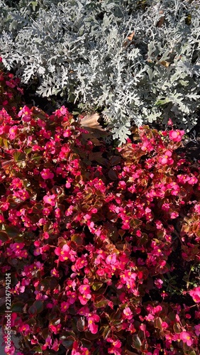 Red flowers and greenery on the lawn  
