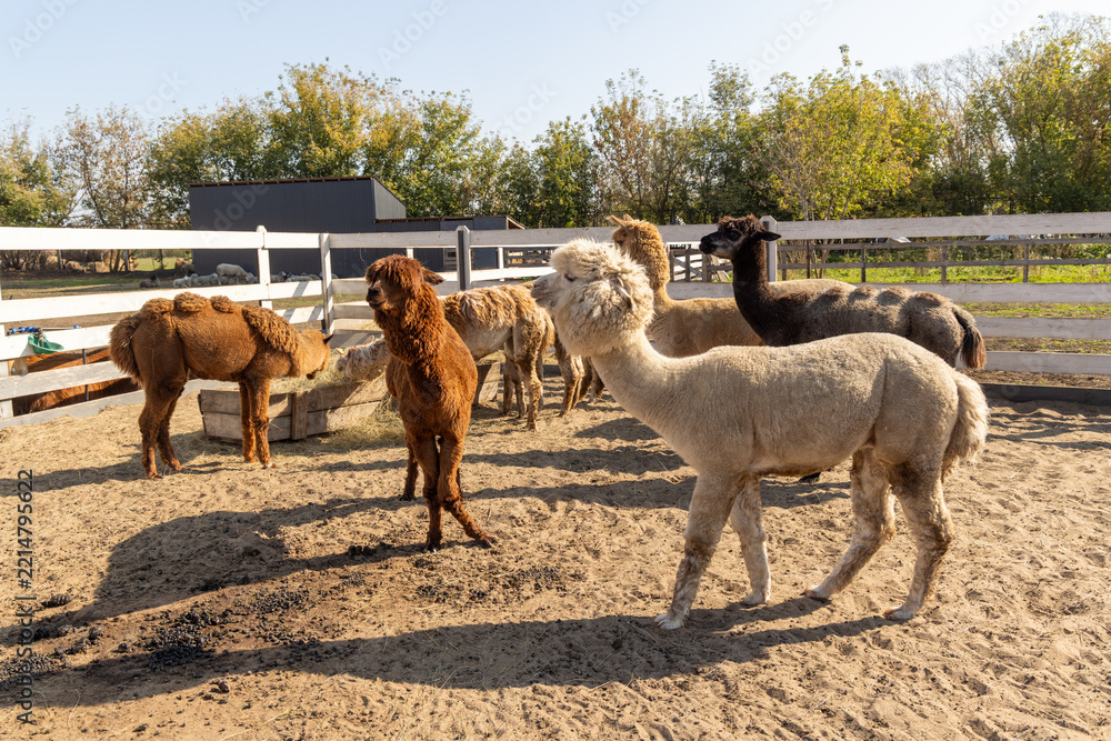 Fototapeta premium Friendly camelid group enjoying a bright farm day - inside a sandy paddock