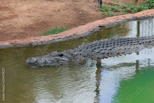 Close up of an Nile crocodile (crocodylus niloticus) in the water