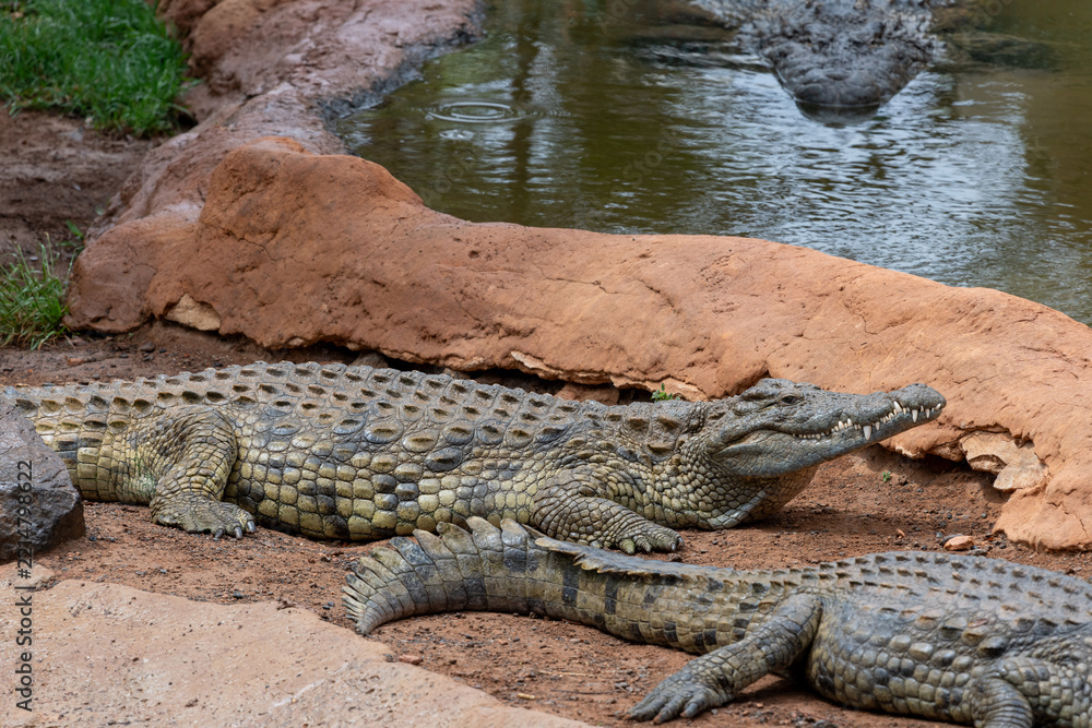 Fototapeta premium Close up of a Nile crocodile (crocodylus niloticus)