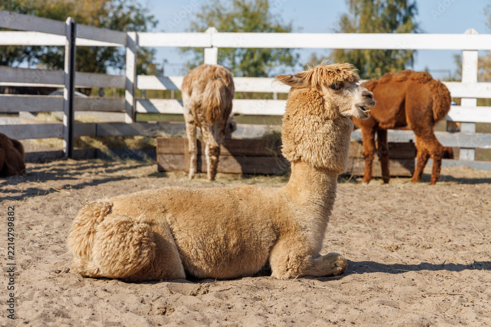 Fototapeta premium Brown alpaca in profile beside a white fence - in warm sunlight