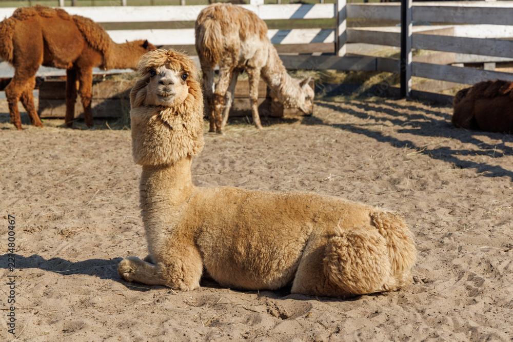 Fototapeta premium White alpaca resting on warm sandy ground