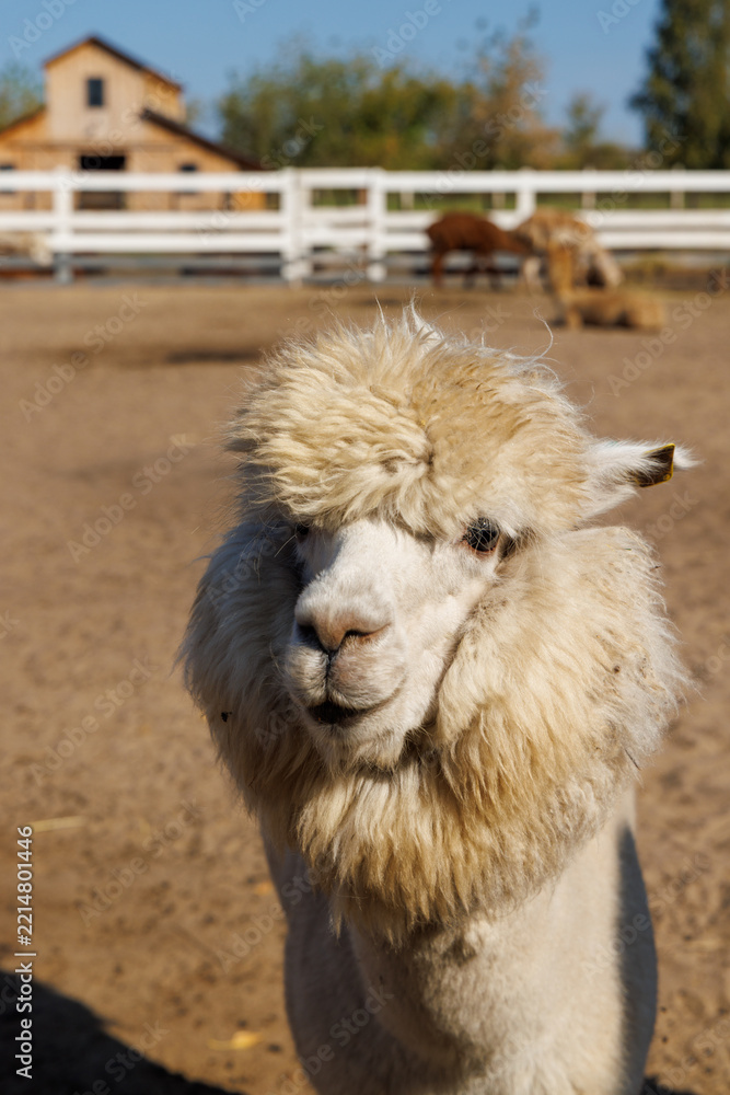 Obraz premium Curious alpaca standing in a sunny farm paddock