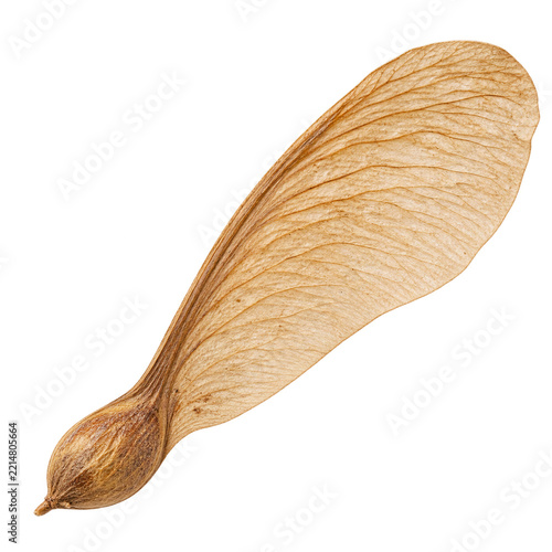 Dry Maple Samara Seed Isolated on Transparent Background