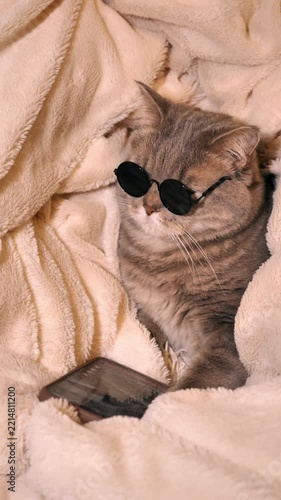 Funny grey cat wearing sunglasses lying under warm blanket with smartphone. Concept of phone addiction, social media, internet surfing, cool pet, meme content, cozy home relaxation and digital life