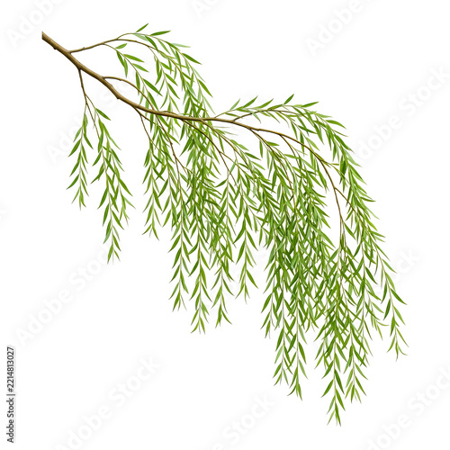 Long Green Willow Branch with Delicate Leaves