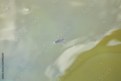 Common Backswimmer Swimming Just Below the Water Surface