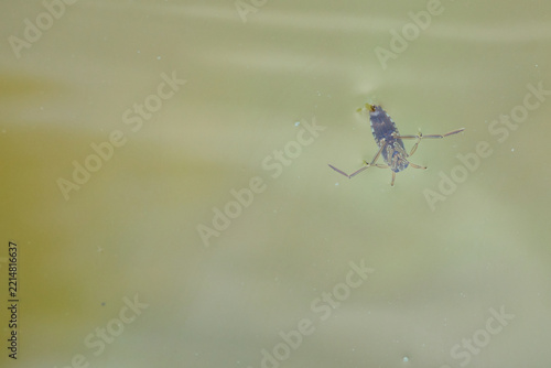 Common Backswimmer Swimming Just Below the Water Surface